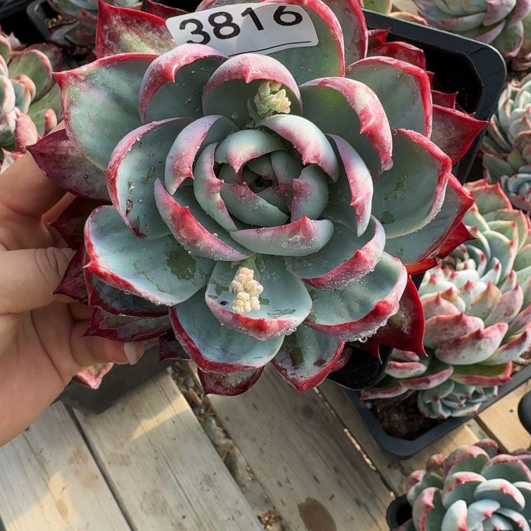 惊鸿惊鸿惊鸿 3816..........