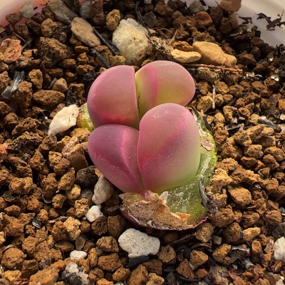 411多肉植物组合