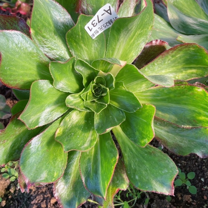 731魅影七彩嫁接多肉1，12345678