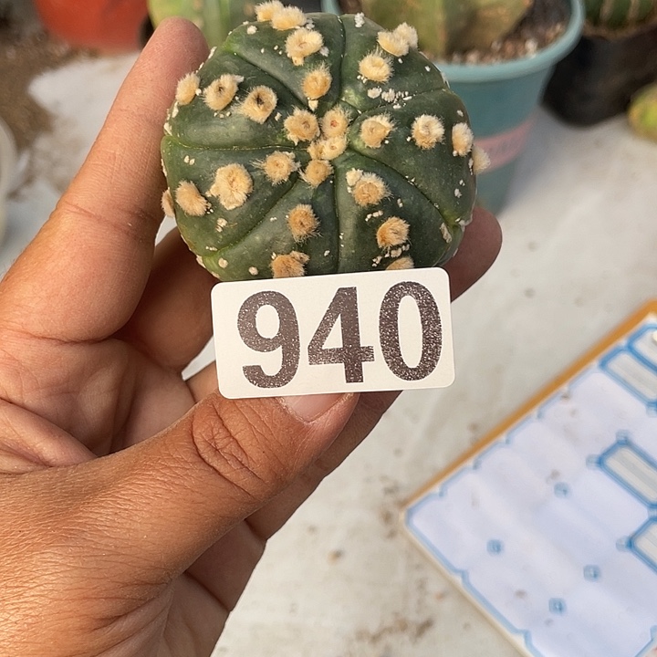 无根940号仙人球一个