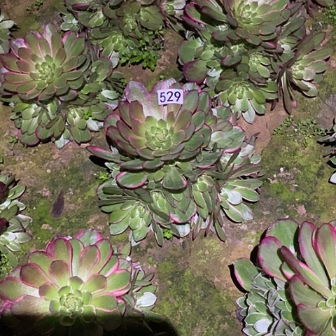 多肉植物法师529粉花妖