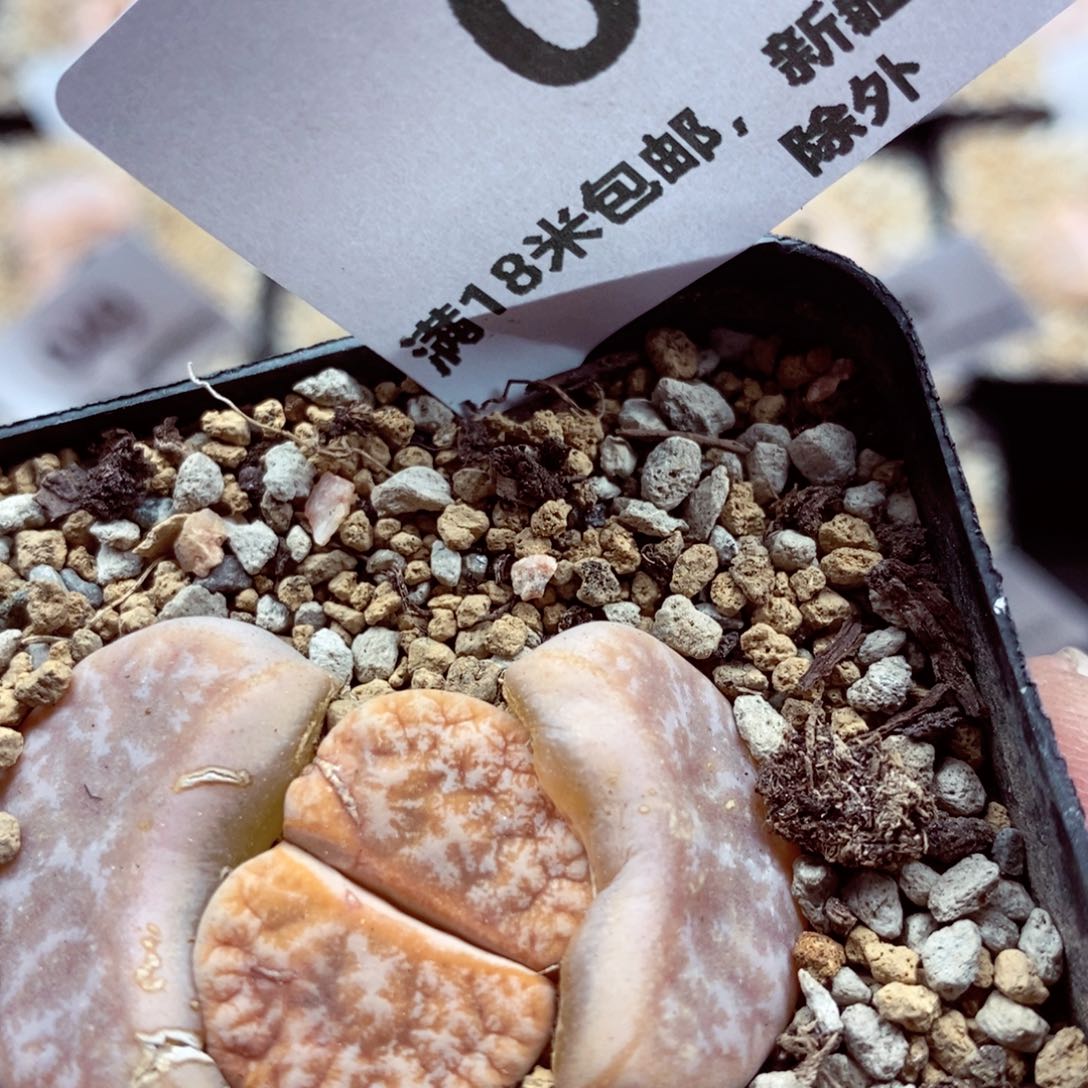 我的小姐姐们都是我63