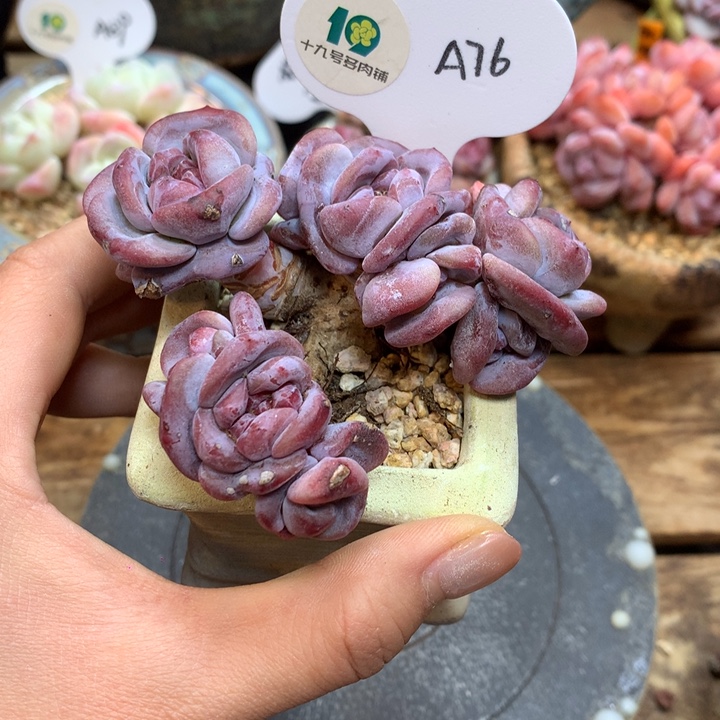 希***望A76 突尼斯 自然群无砍 