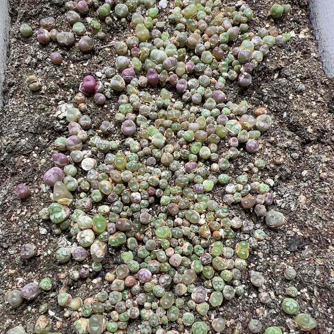 【闪购商品】90 带箱