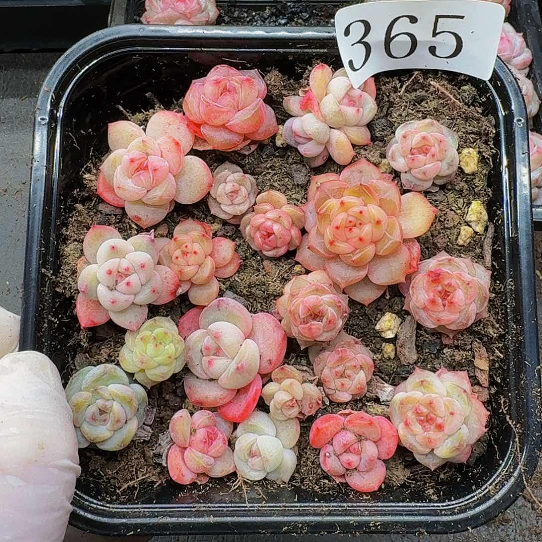 多肉植物多肉植物365