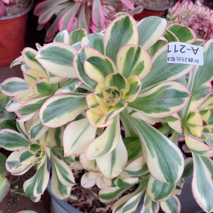 211艳资多肉12345678