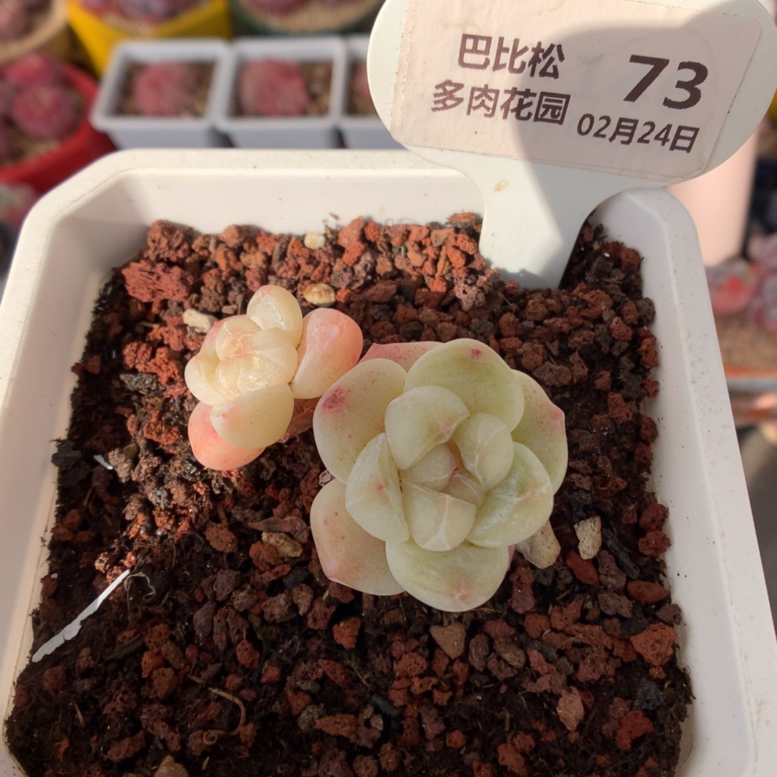 73冰玉多肉植物福利