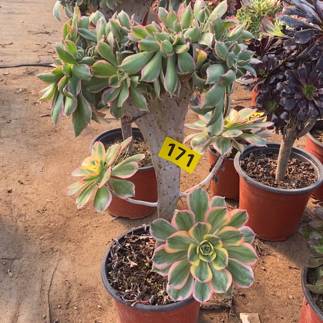 灿烂缀多肉法师171