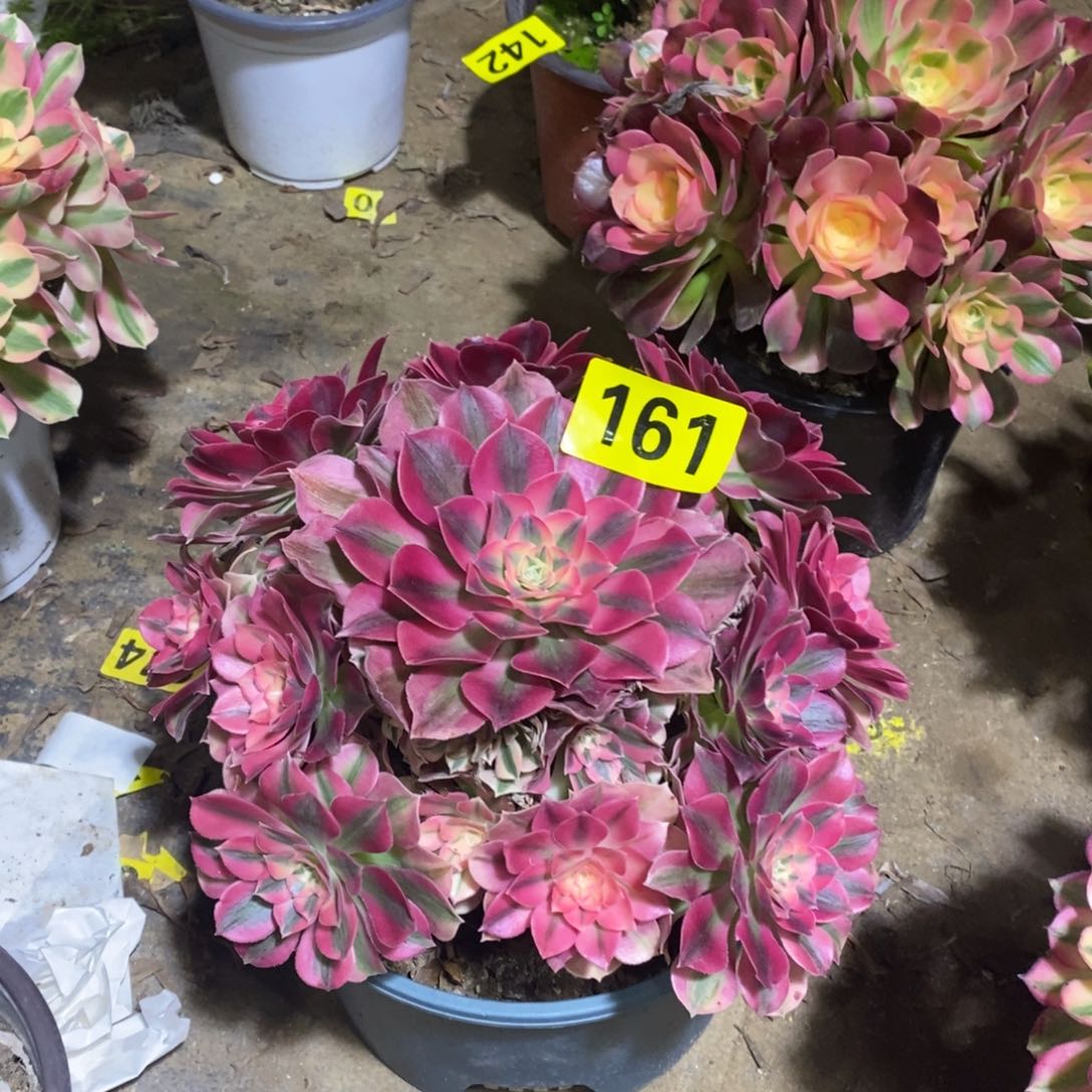 粉女巫多肉法师161