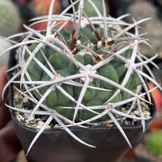 完全开放实生粗刺白刺碧岩玉