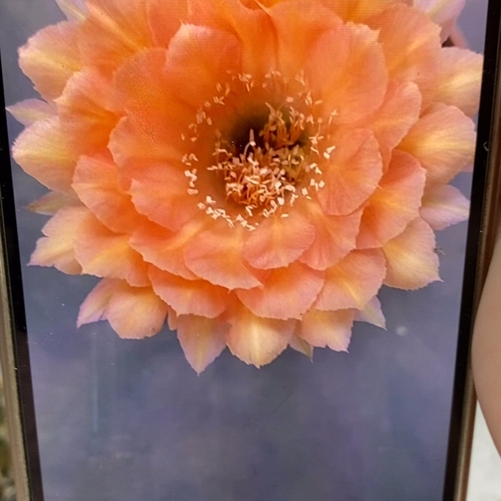 彩草橙汁侧芽3公分左右
