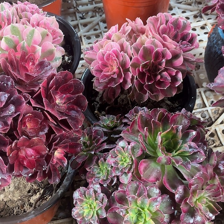 小安娜+小粉女巫+小安娜包邮福利