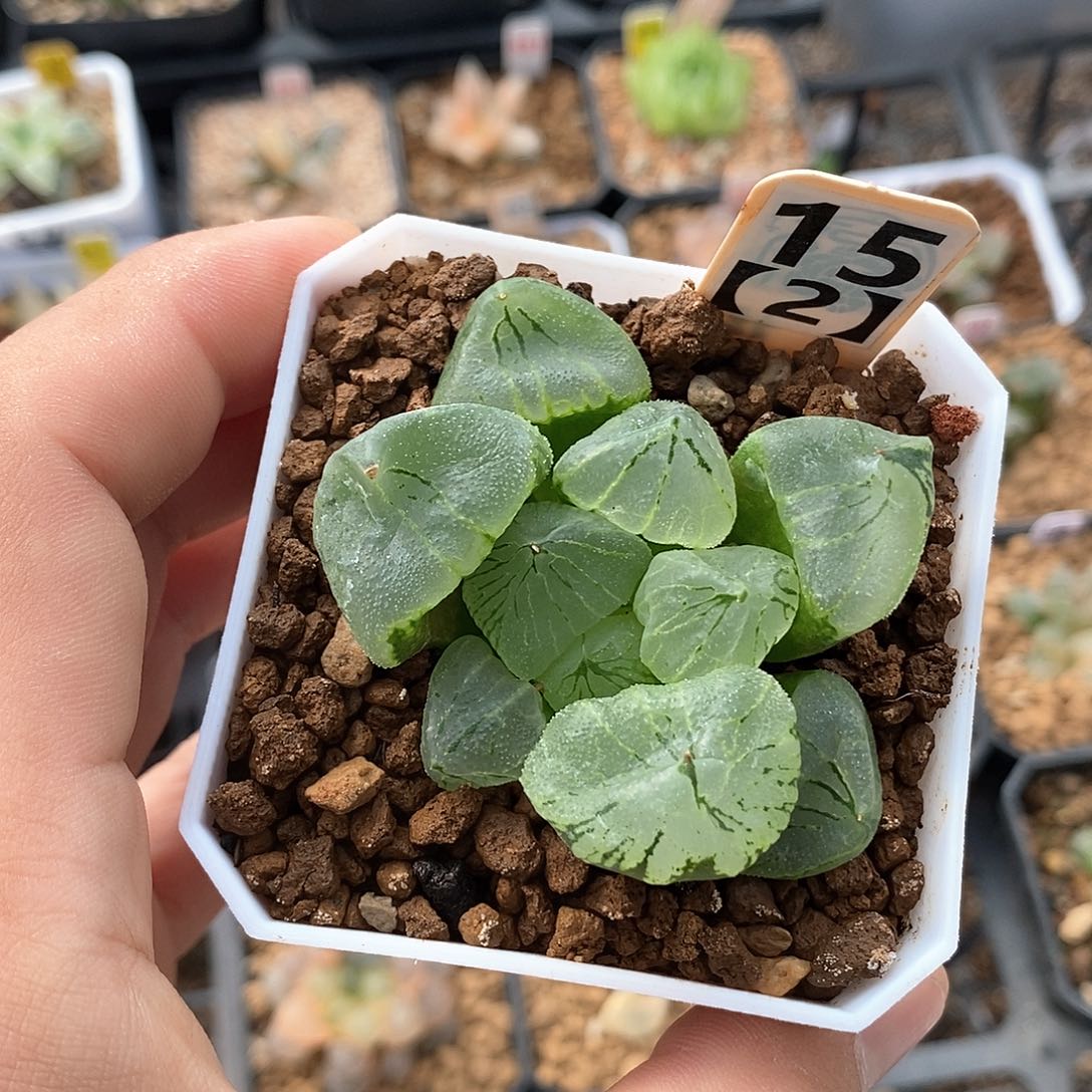 红陶15号虞美人寿一物一拍