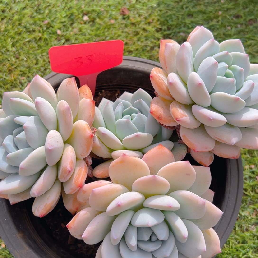 香玉的故事是一个人的