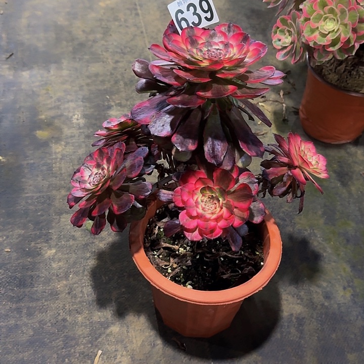 000000000000000639烟花不包售后