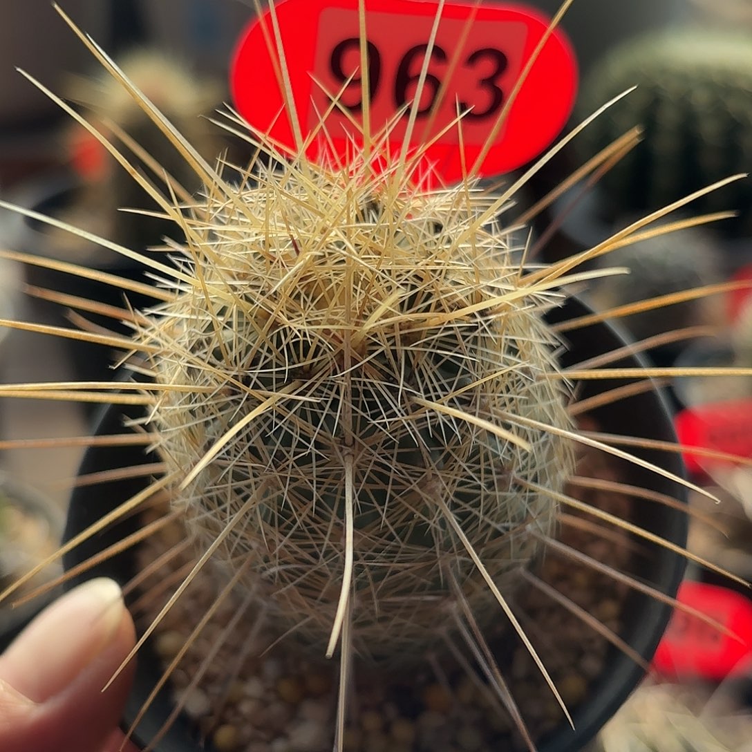 仙人球实生白针玉