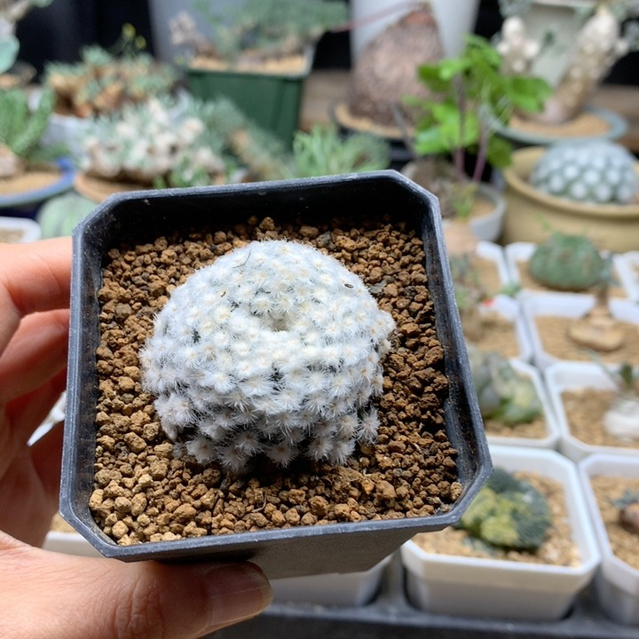 降落伞白星自根带盆