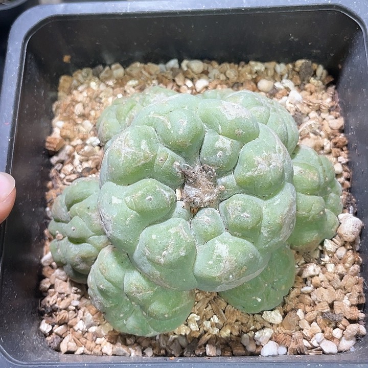 仙人球落地自根群28