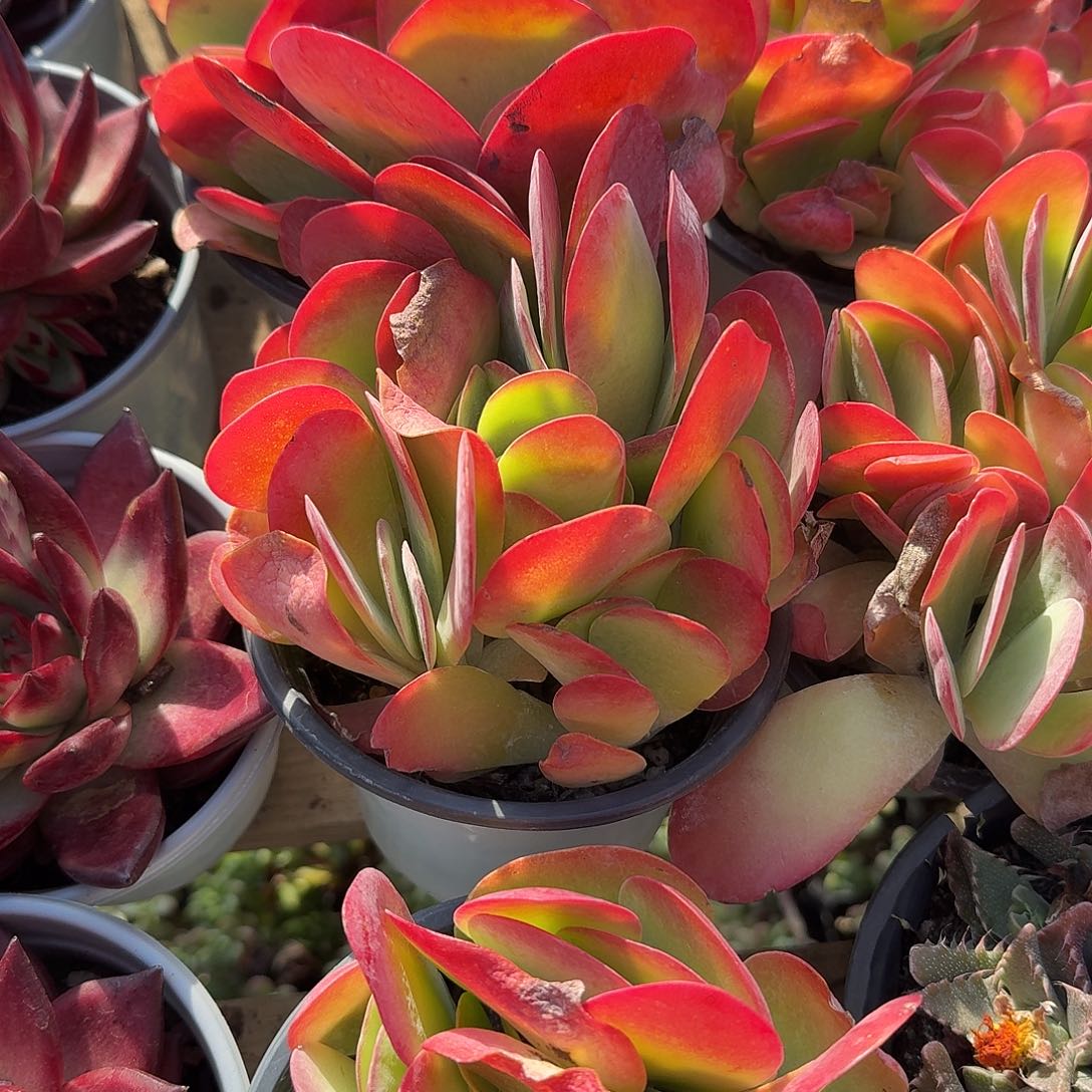 唐印群生多肉植物