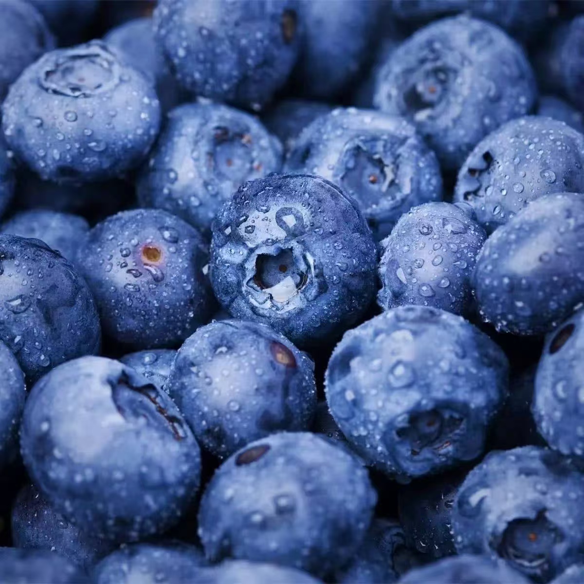 【江浙沪次日达】云南佳沃蓝莓18mm酸甜可口当季新鲜直发（11）云南省
