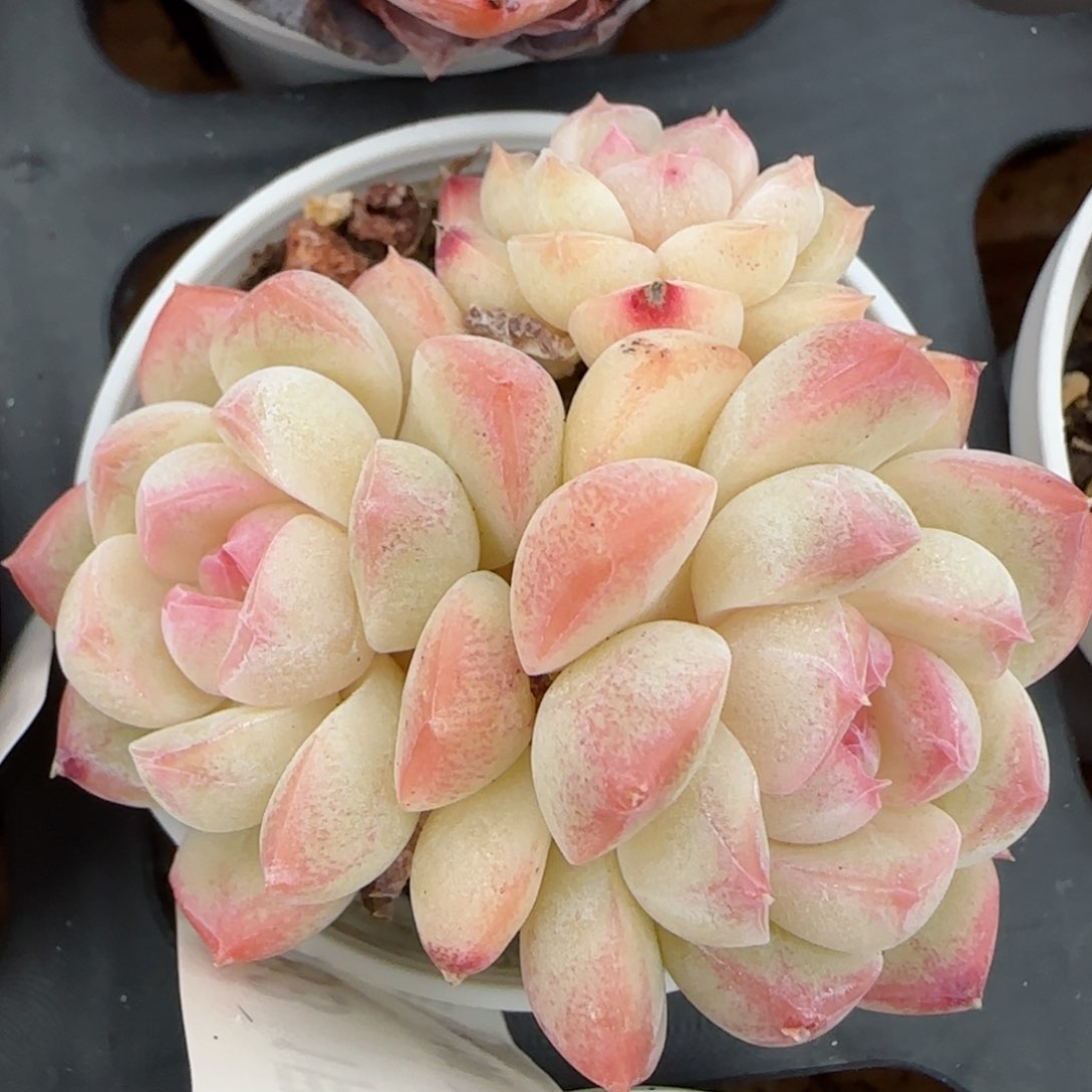 花语逸镜0129-583