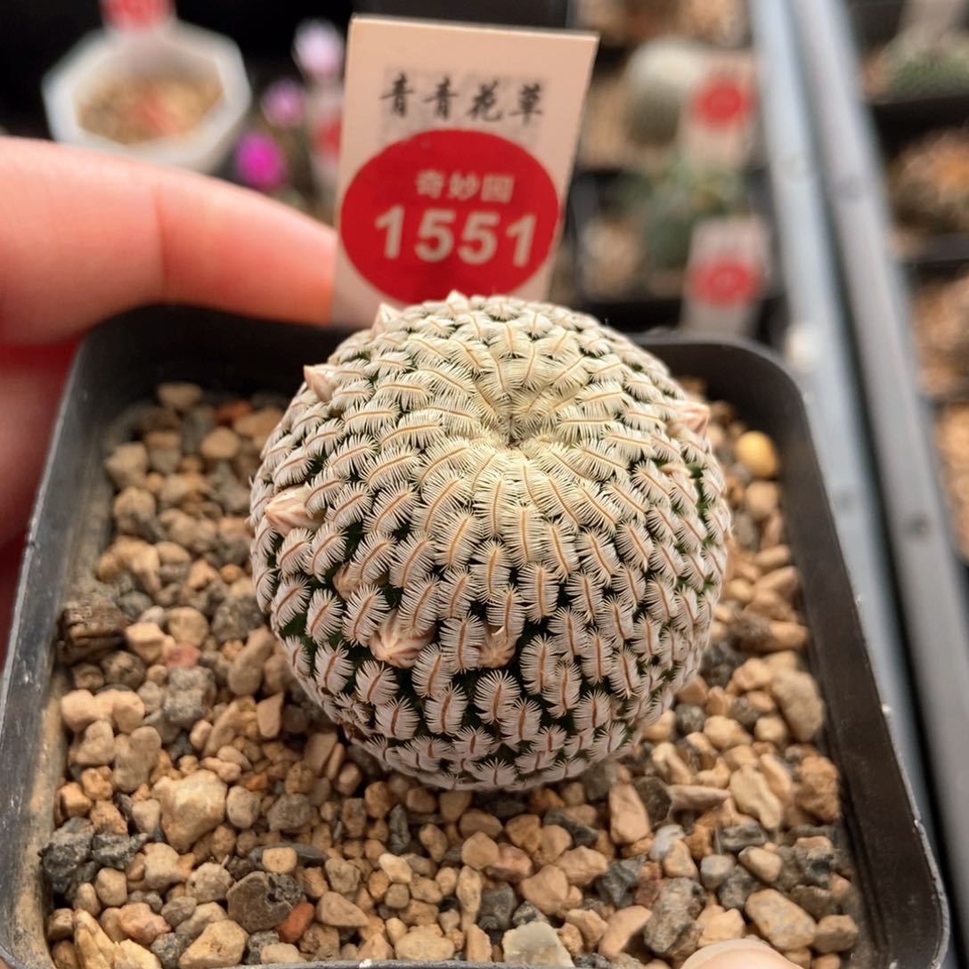 实生白斜子3.5cm