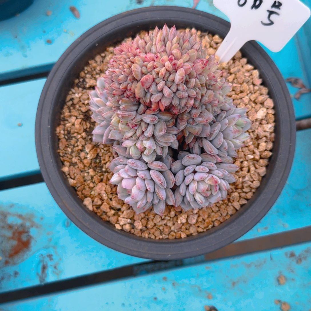 60号多肉1111111111