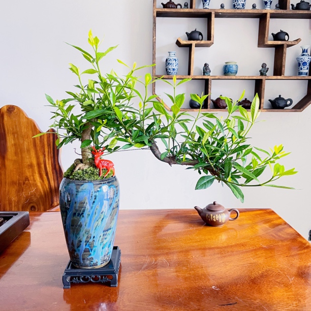素陶老桩栀子花飘枝造型艺术盆景开花浓香四季花开好养小叶栀子花
