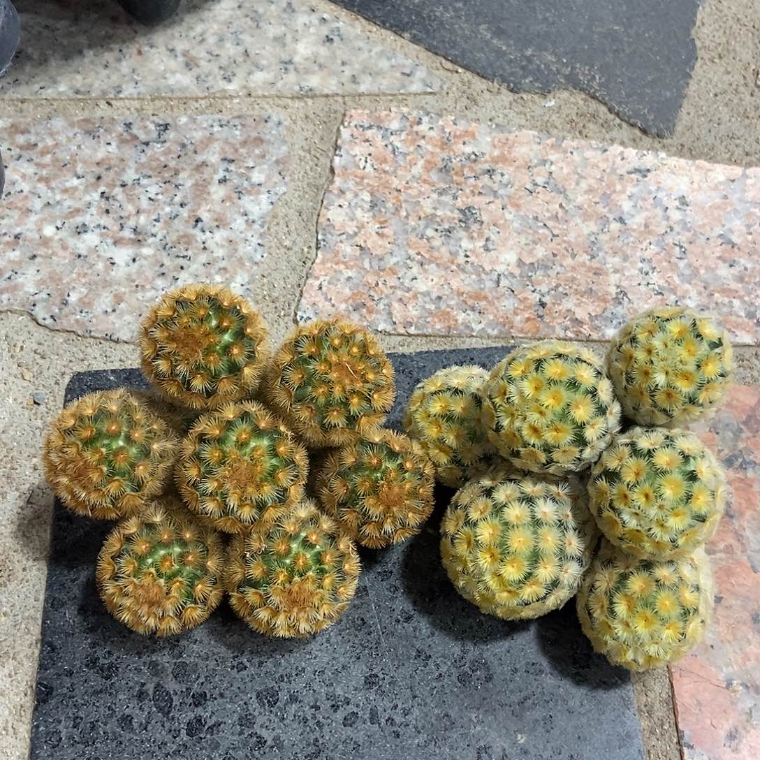 幸***儿佛头嘉文丸仙人球2棵