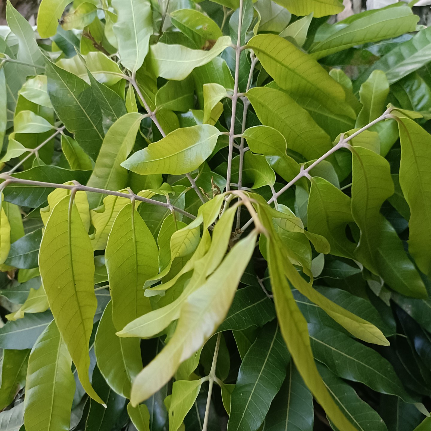 龙眼叶养龟必备预防腐甲腐皮一箱