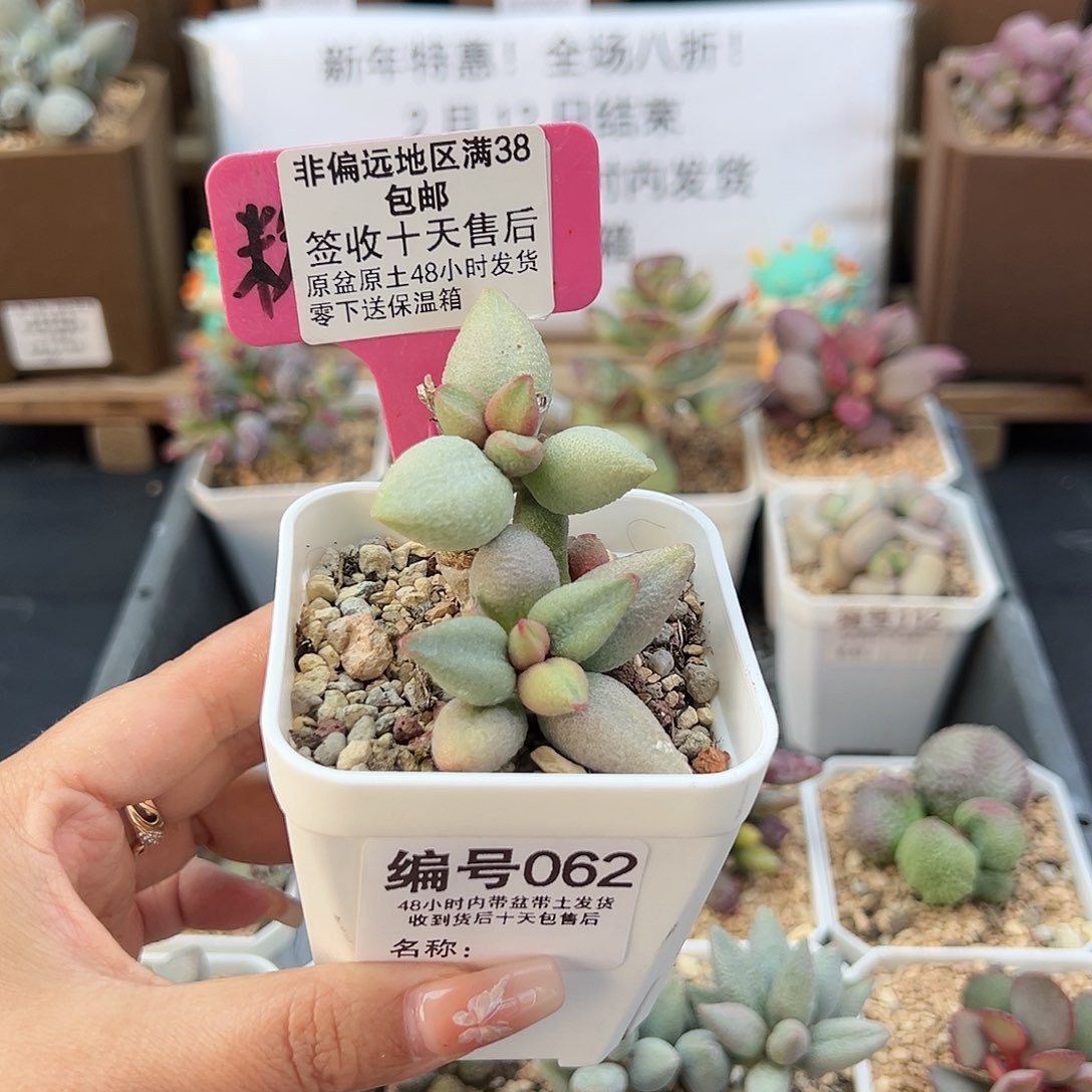 062哈弗多肉植物