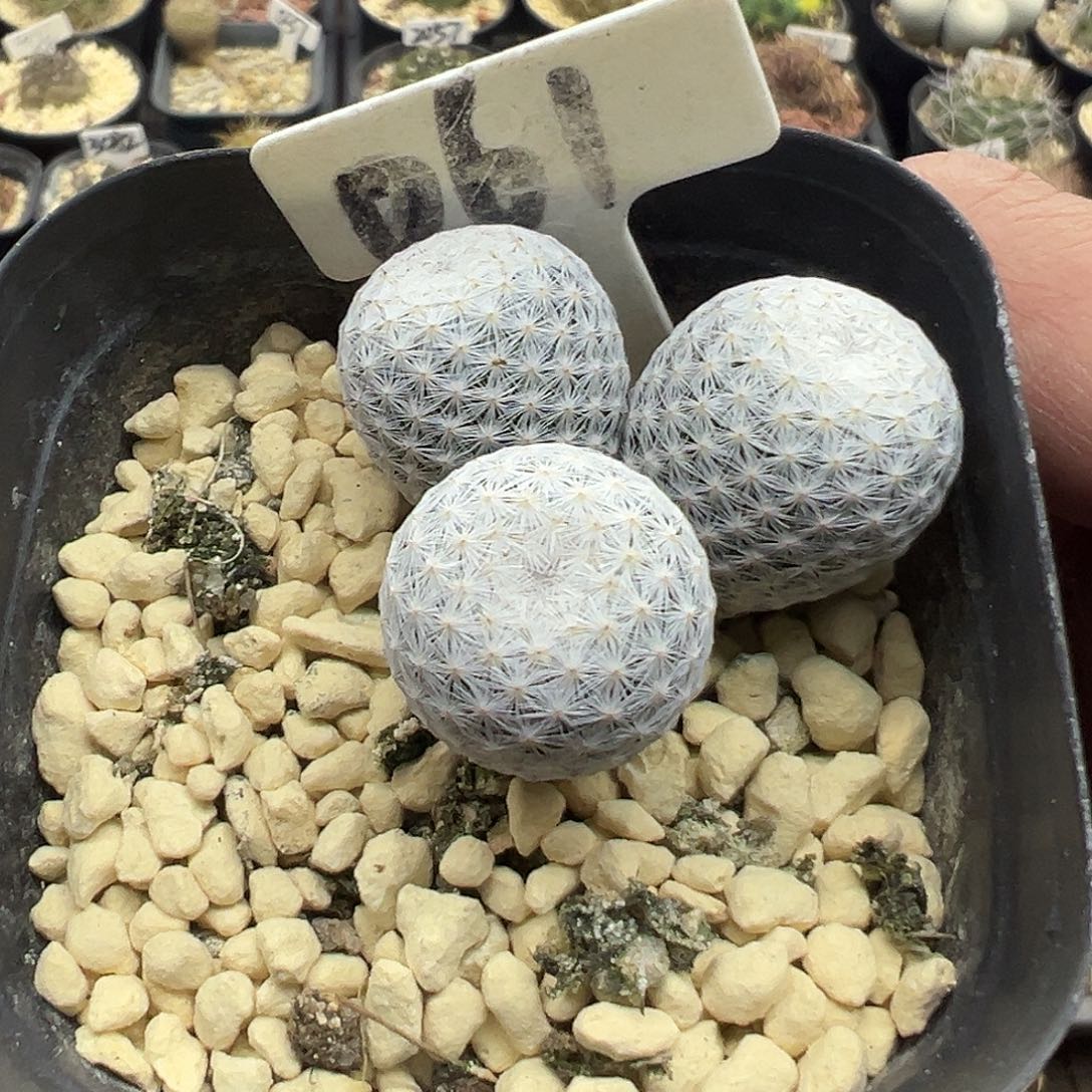 061三头实生白鸟仙人球