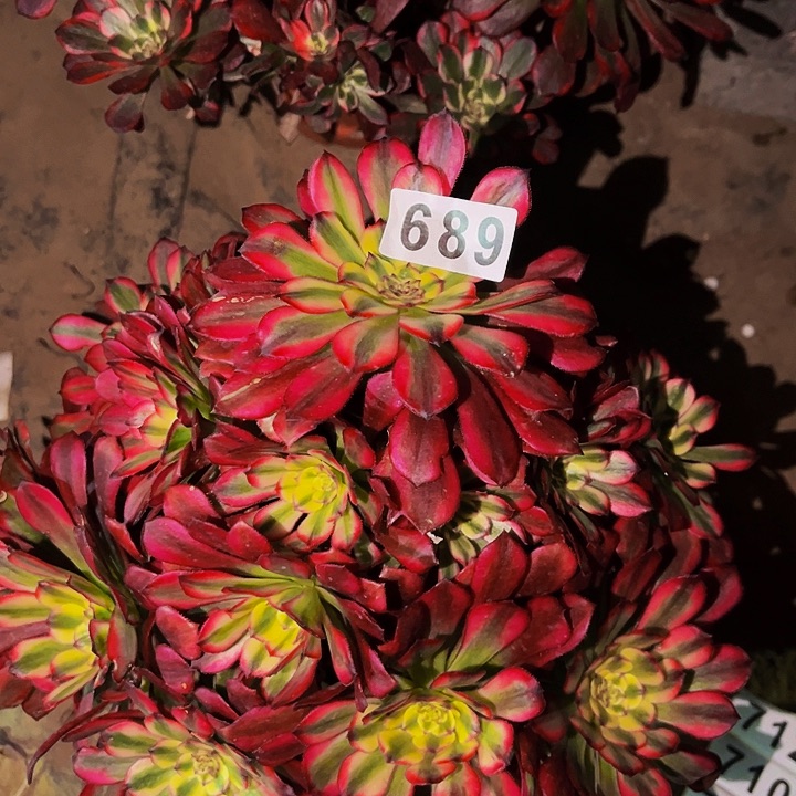 689舞天姬多肉植物处理不售后