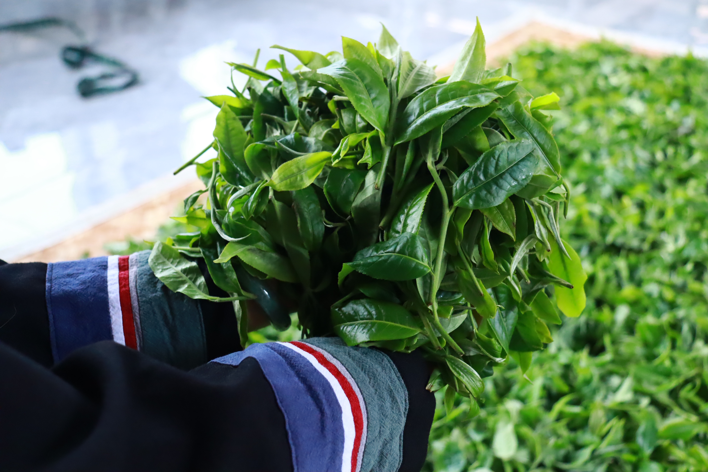 2025班章大树春茶500克（散）