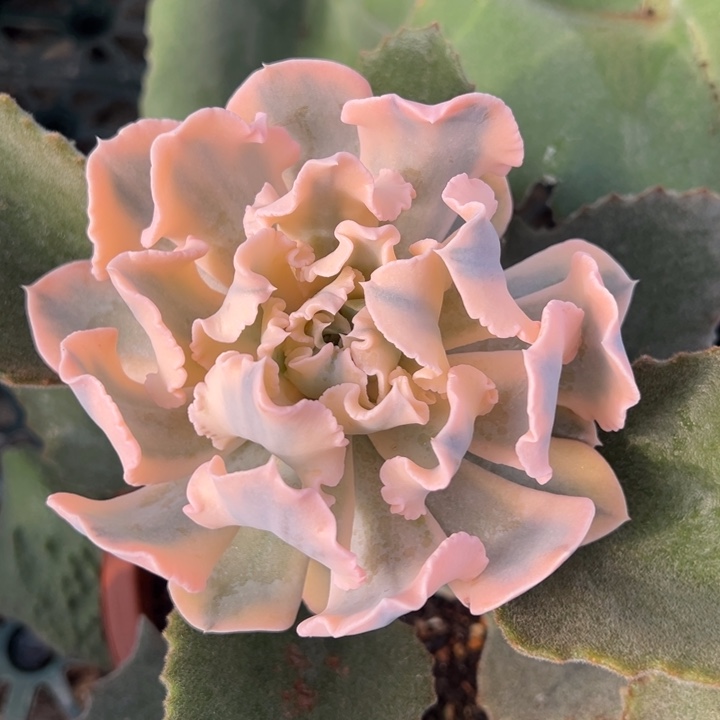 利比里亚锦一物一拍锦龙