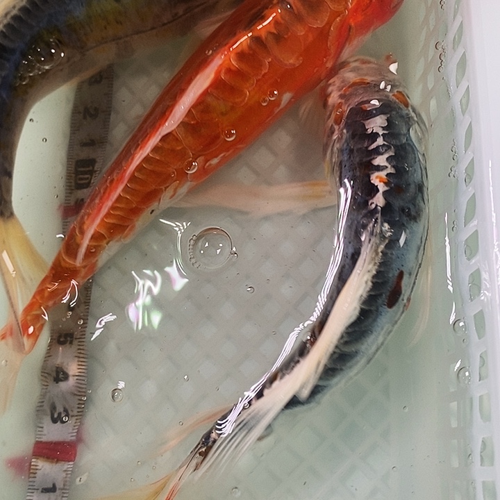 锦鲤冷水锦鲤包邮