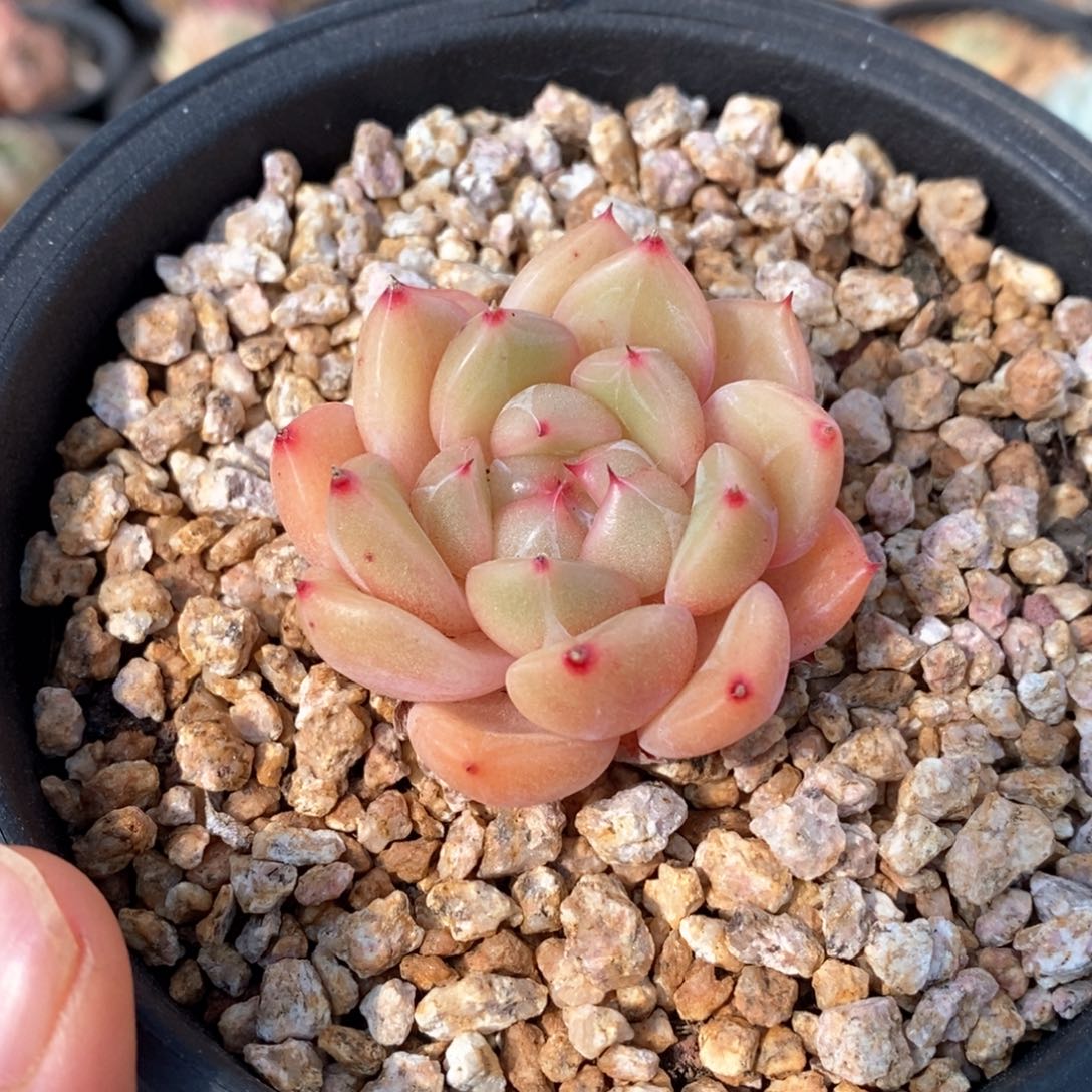 精品多肉一物一拍包整20