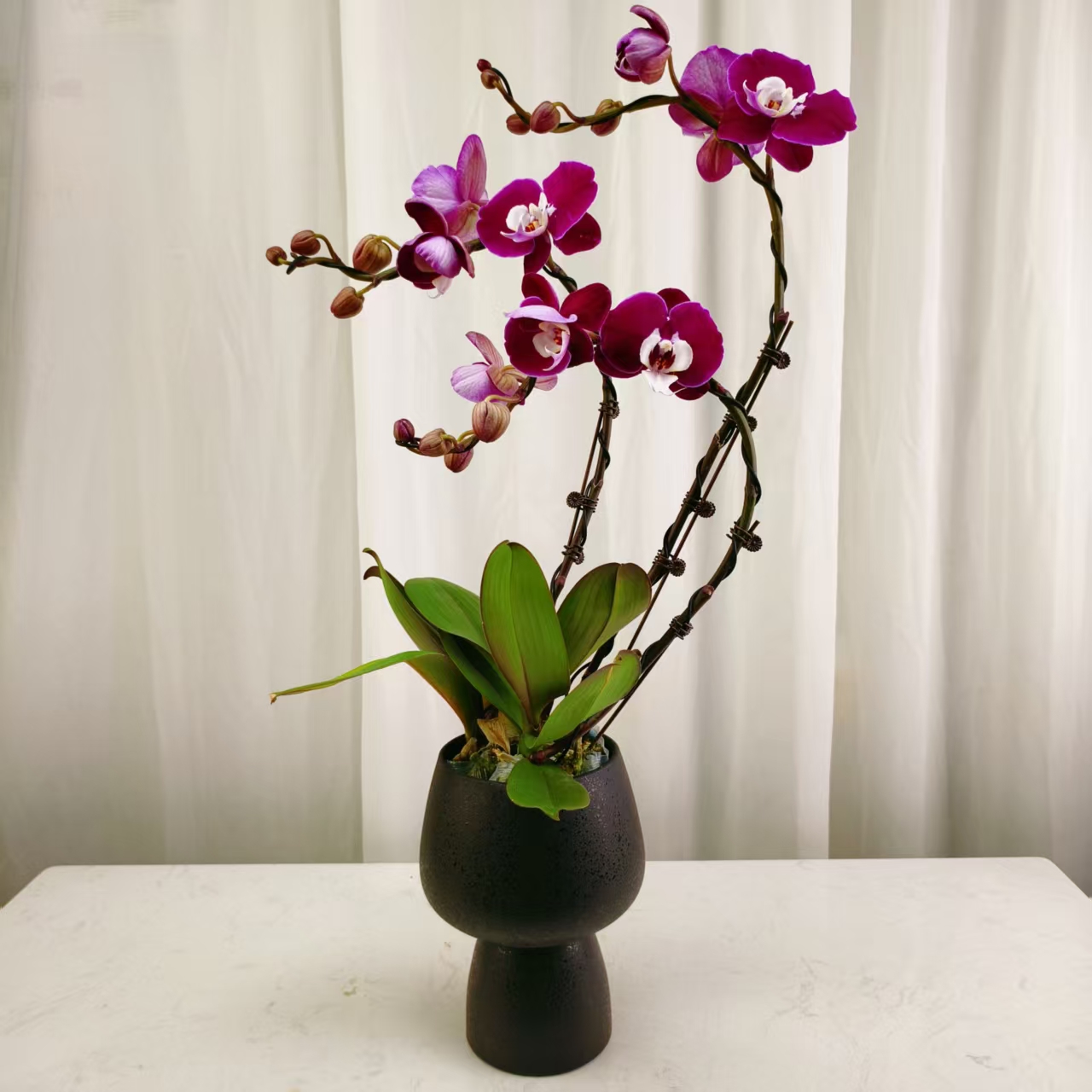 国华花卉【米歇尔】蝴蝶兰轻 奢 绿植花卉艺术高级盆栽植株好养