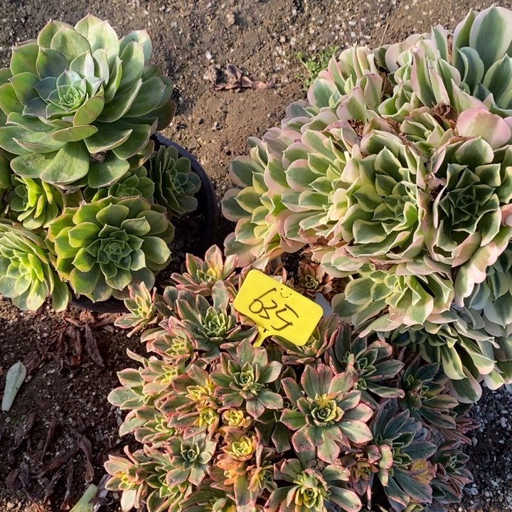 法师组合3棵635号1111111