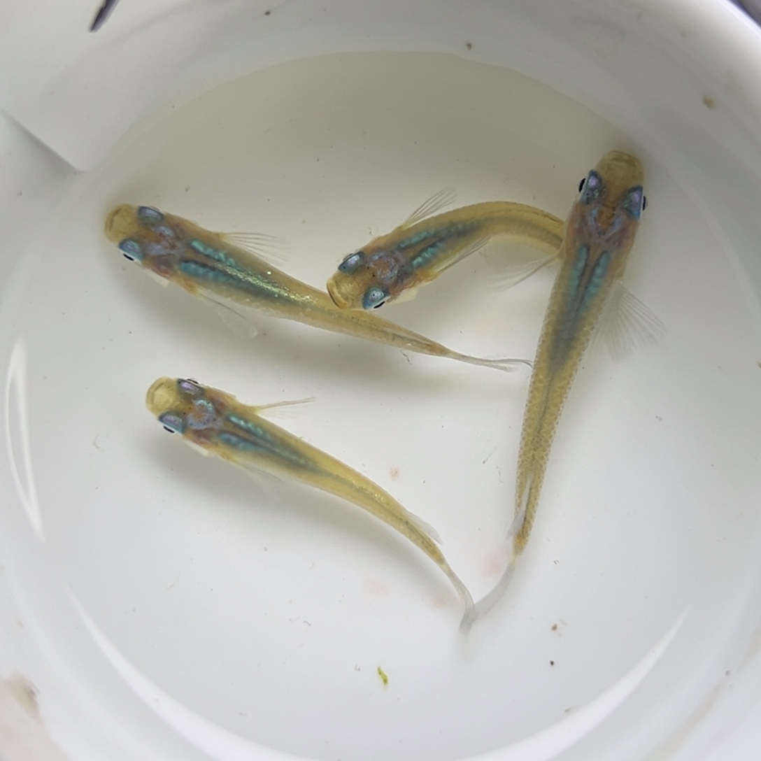 青鳉鱼28。          