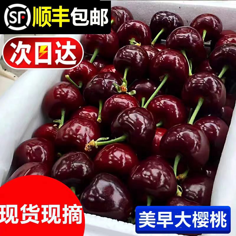 【顺丰次日达】dq大连美早大樱桃2J-5J果园现摘3斤箱珍珠棉纸箱包装净重2.5斤（坏果包赔）送礼首选美早樱桃