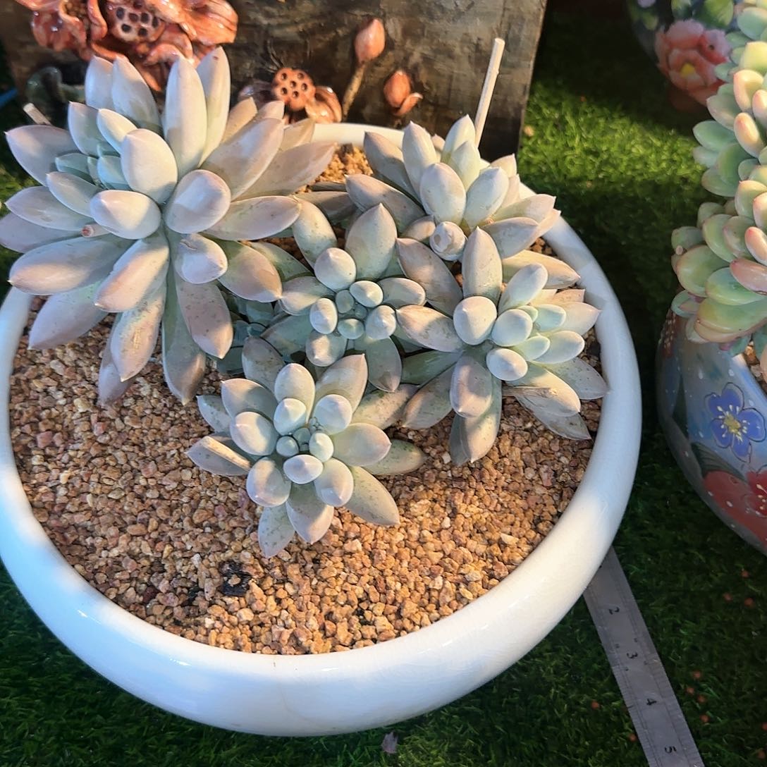 地***?多肉植物一物一拍