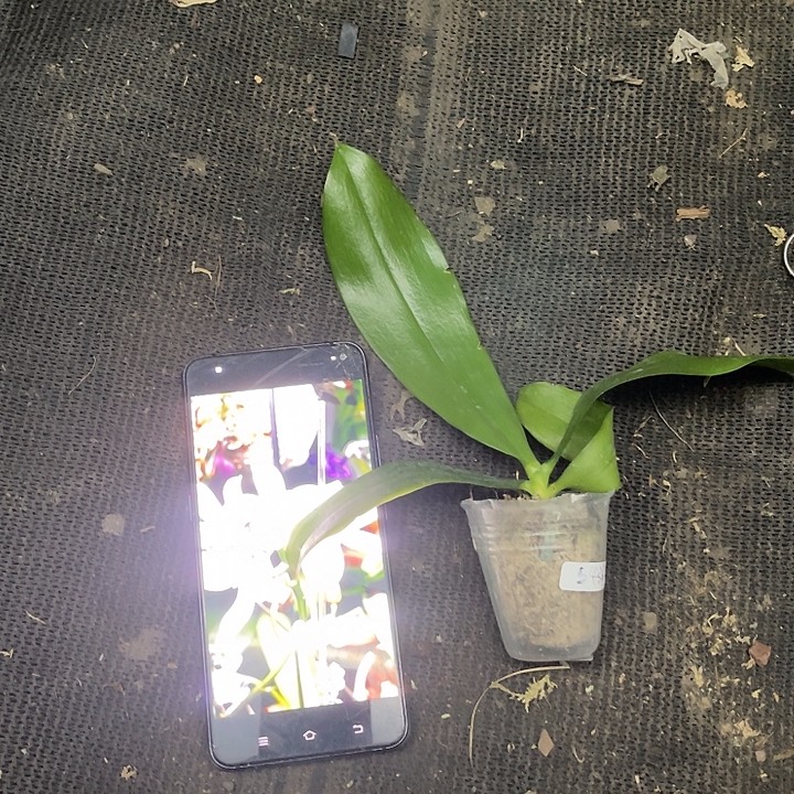 当前无花栽培后可以开花斑点盾1.7微瑕