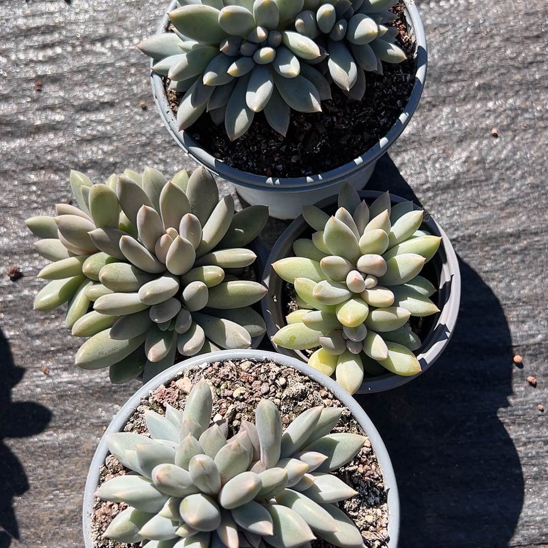 【闪购商品】下播福利