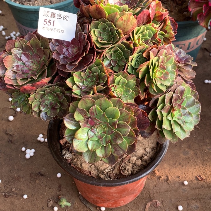 551花月夜多肉植物特价