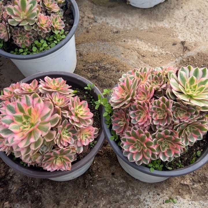 倾城两颗组多肉植物量