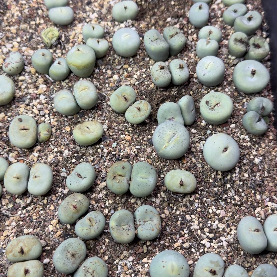 小*D过年礼物大嘴，有单跟单走，没单10块钱运费