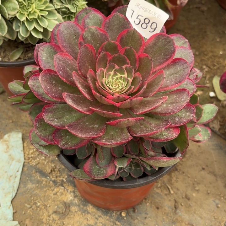 粉花妖多肉法师1589