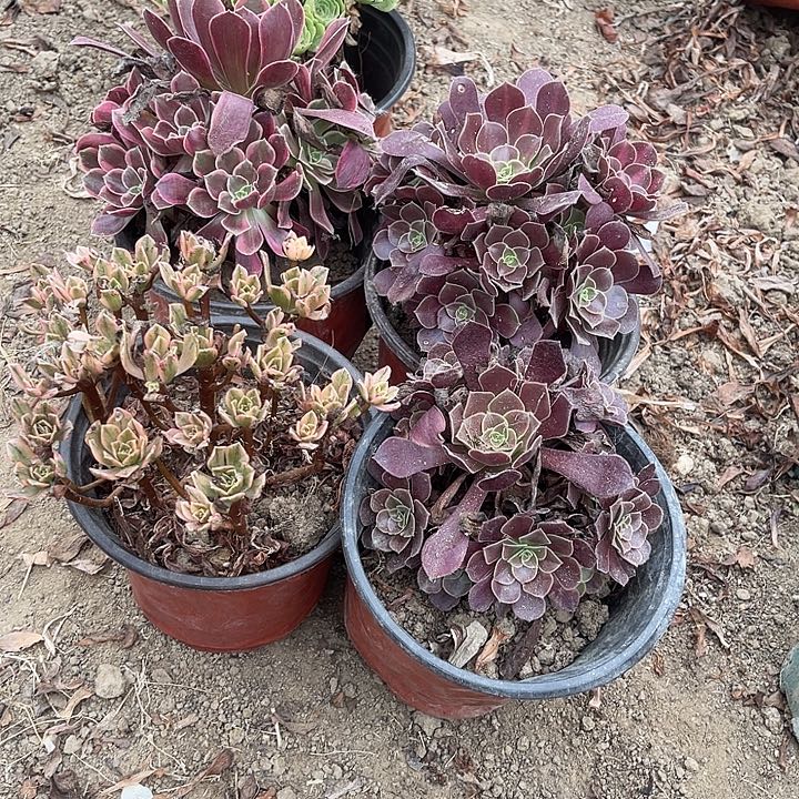 4棵玫瑰玫瑰玫瑰玫瑰