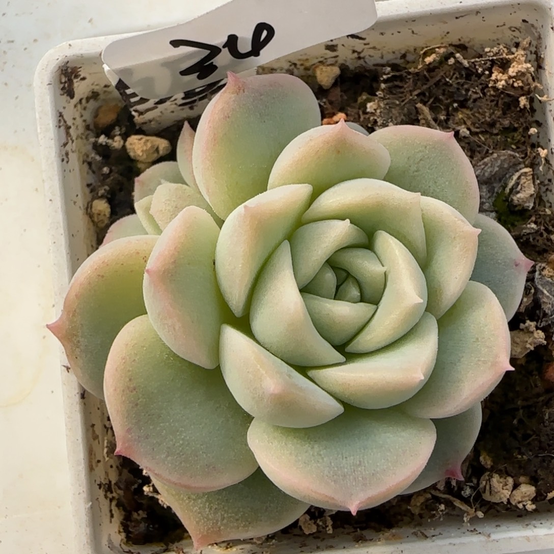 34开播福利白昼双头